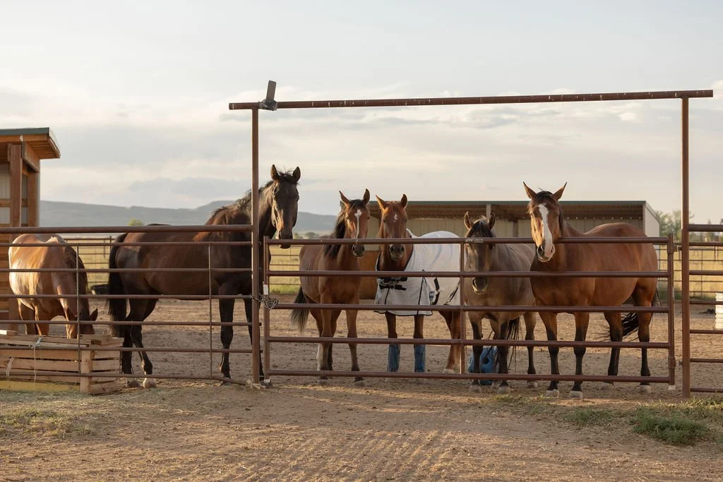 Horses living together in an open, social paddock at HeartSong Equine