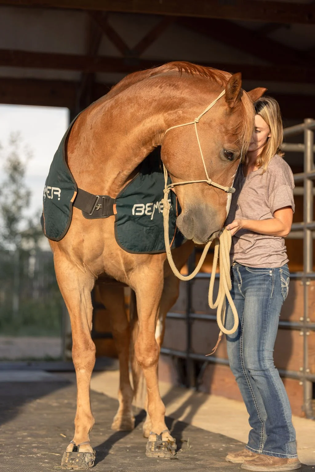 A horse resting under a therapeutic BEMER blanket during a wellness session